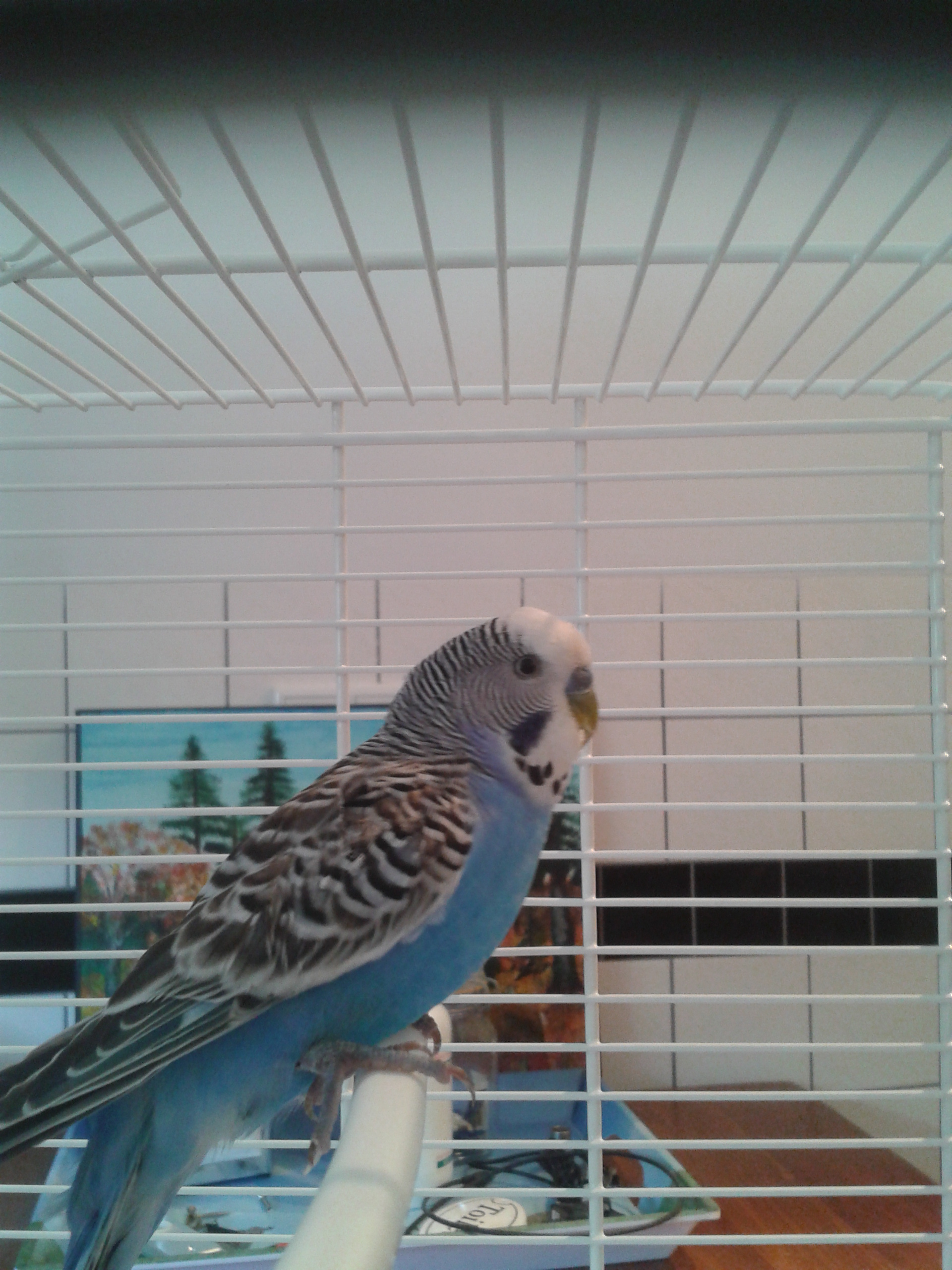 Pietje